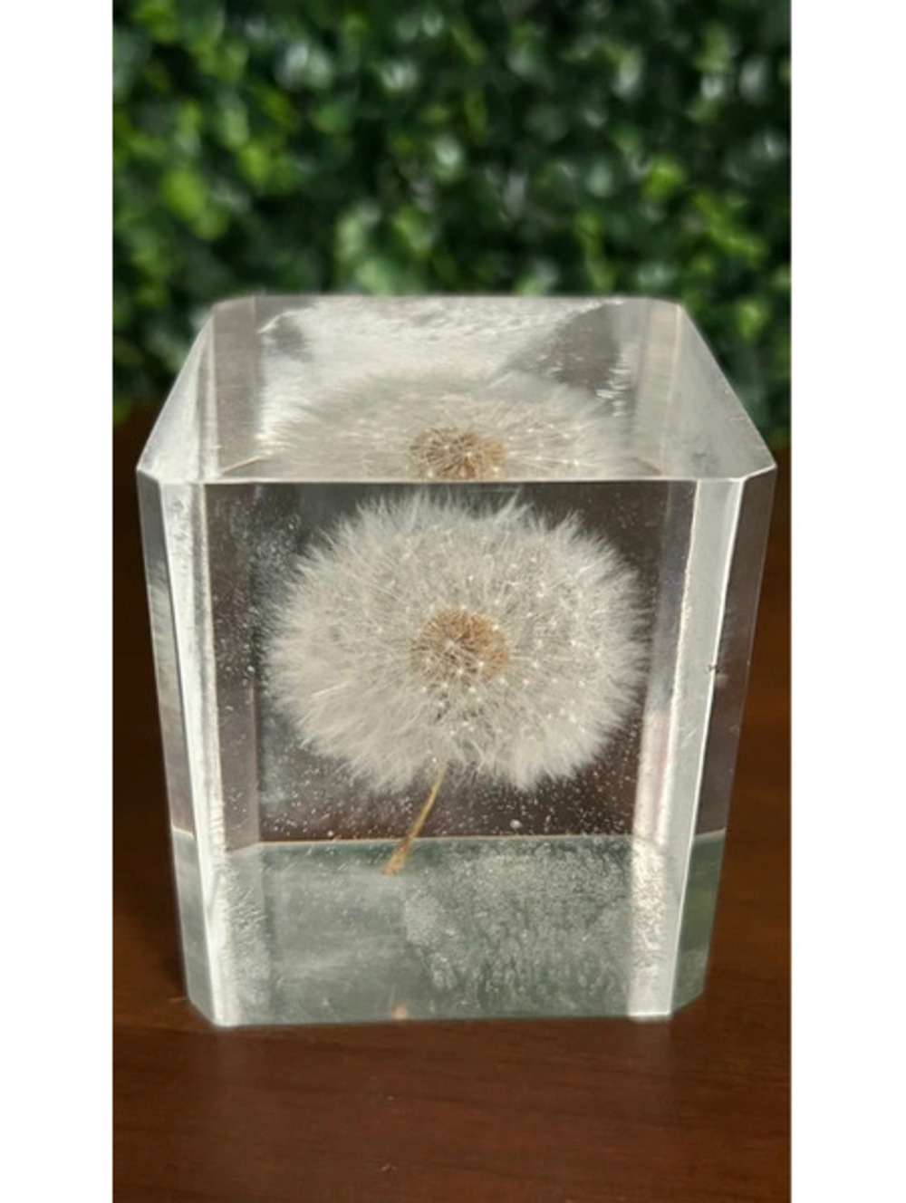 Preserved Dandelion Resin Paperweight Botanical Flower Cube